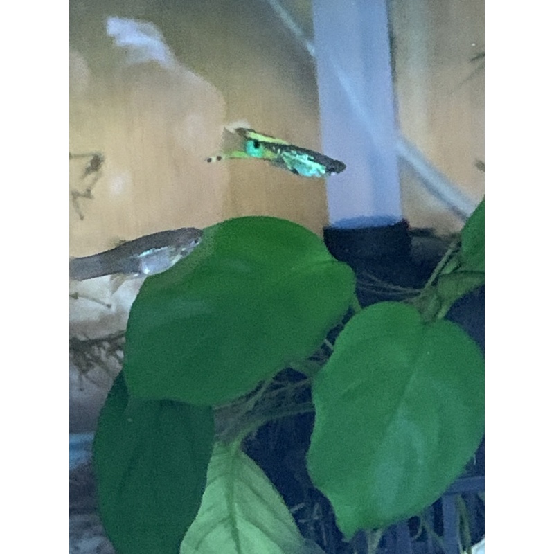 BEAUTIFUL Vienna Emerald Green Lower Swordtail Guppies 2 Trios + extras Free Shipping!!