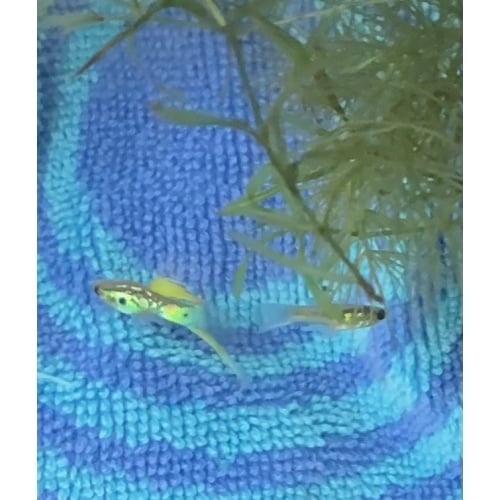 BEAUTIFUL Vienna Emerald Green Lower Swordtail Guppies 2 Trios + extras Free Shipping!!