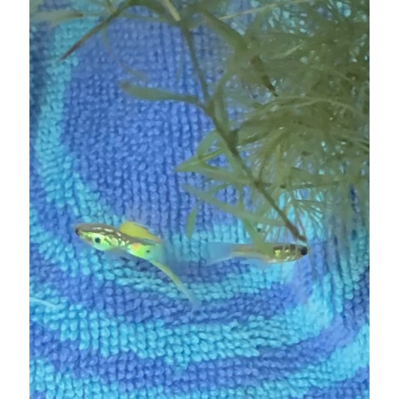 BEAUTIFUL Vienna Emerald Green Lower Swordtail Guppies 2 Trios + extras Free Shipping!!