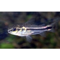 Pygmy Corydoras catfish tank bred and raised juvenile