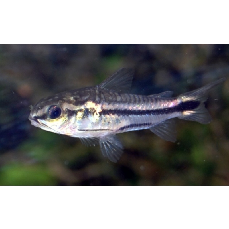 Pygmy Corydoras catfish tank bred and raised juvenile