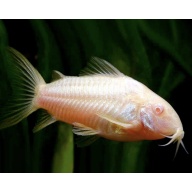 Albino Corydoras catfish