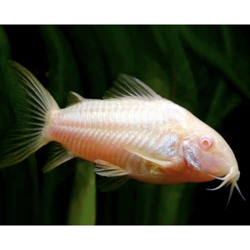 Albino Corydoras catfish