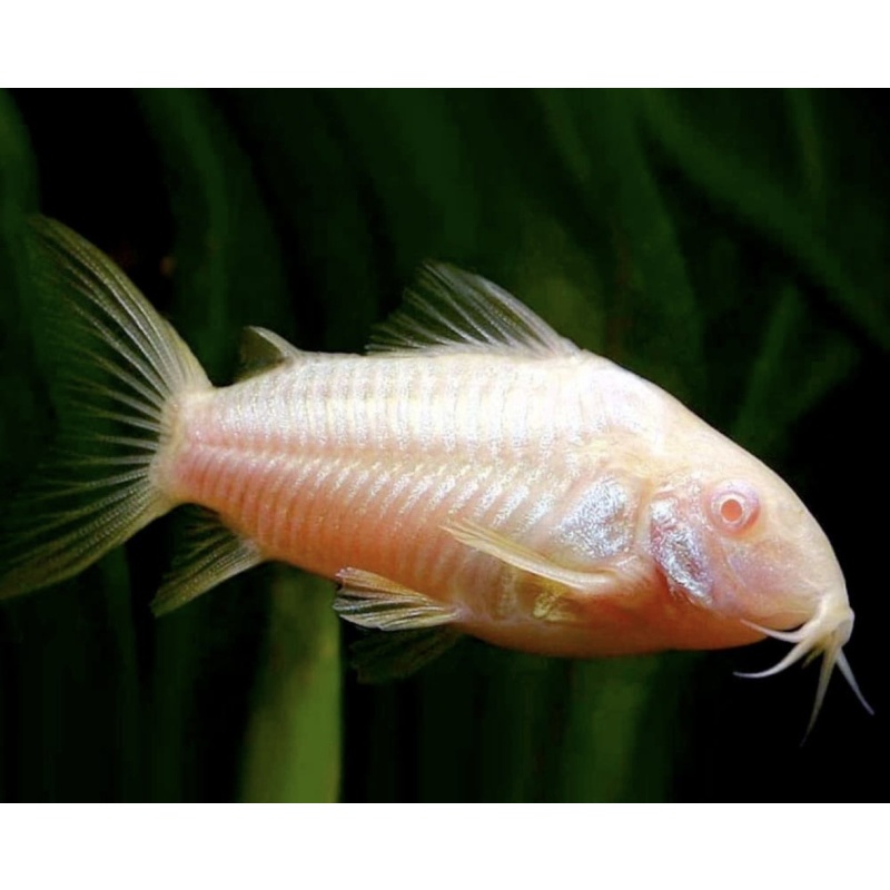 Albino Corydoras catfish