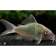 emerald green Corydoras