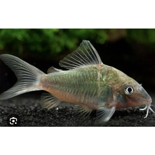emerald green Corydoras