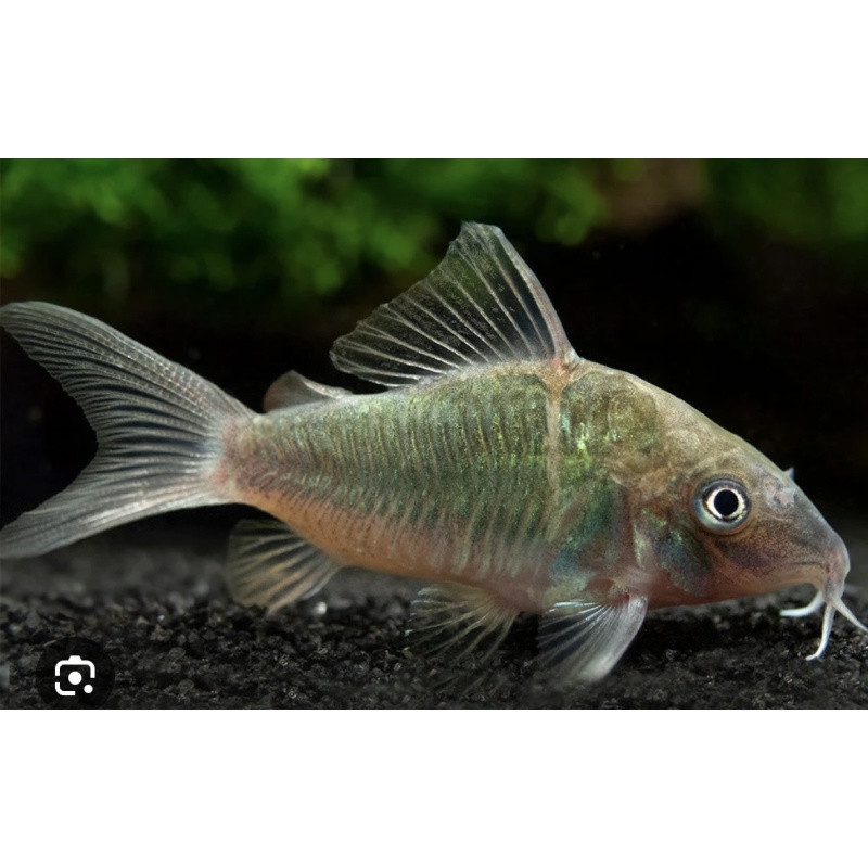 emerald green Corydoras
