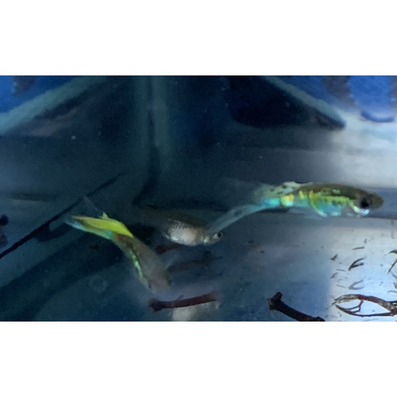 BEAUTIFUL Vienna Emerald Green Lower Swordtail Guppies 2 Trios + extras Free Shipping!!