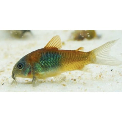 Orange Venezuelan Corydoras Cory Catfish juvenile