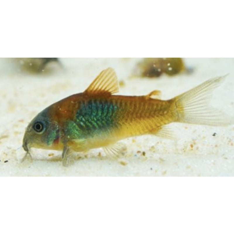 Orange Venezuelan Corydoras Cory Catfish juvenile