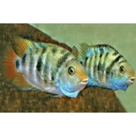 Honduran Red Point cichlid