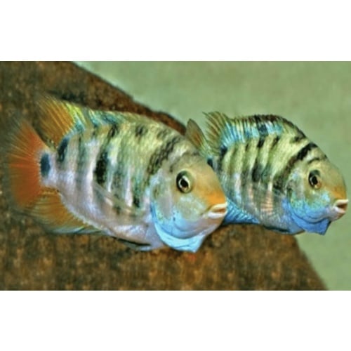 Honduran Red Point cichlid