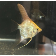 Pearl scale orange head angel