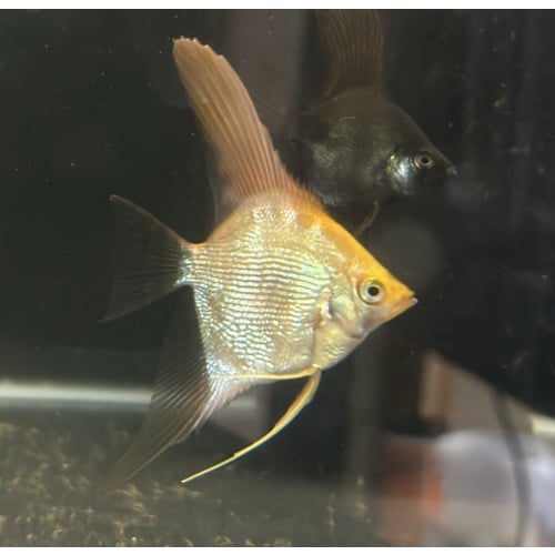 Pearl scale orange head angel