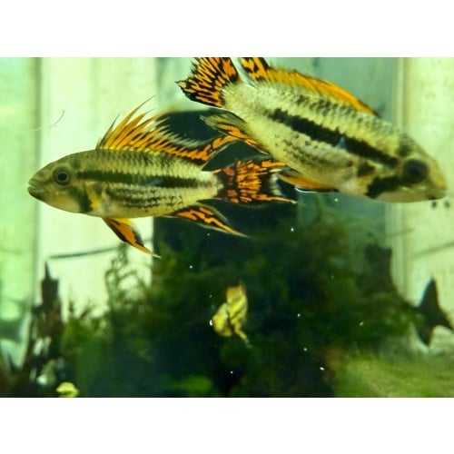 Apisto Cacatuoides - Red
