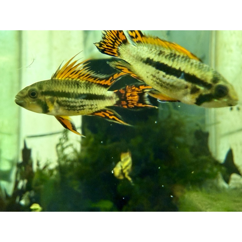 Apisto Cacatuoides - Red