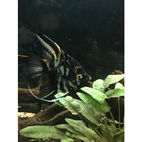 Fish Box