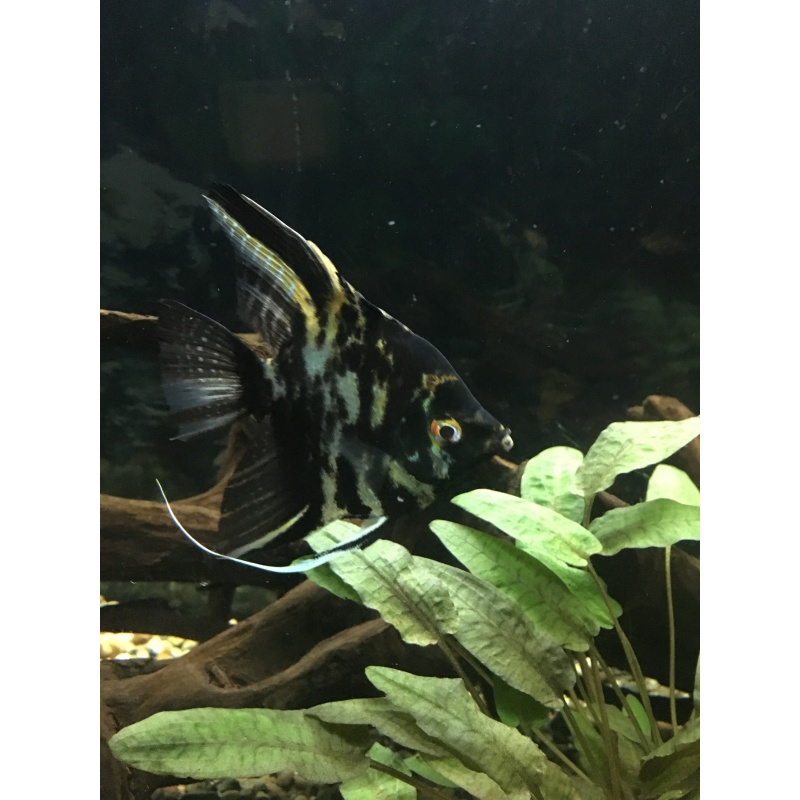 Fish Box