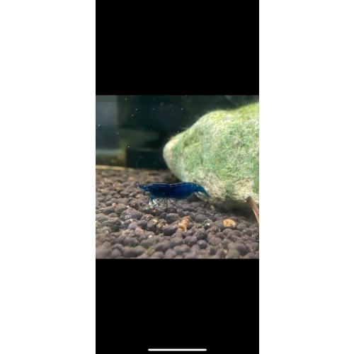 10+2 Blue Dream Shrimp USA Bred