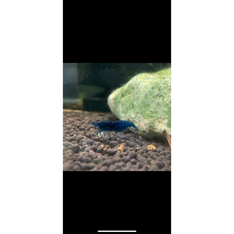 10+2 Blue Dream Shrimp Bred in the USA
