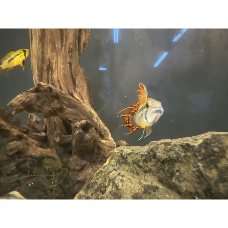 Apisto Cacatuoides - Red