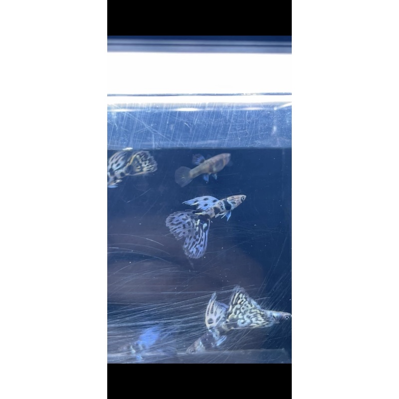 Blue Tiger guppy pair