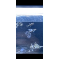 Blue Tiger guppies