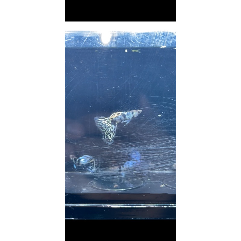 Blue Tiger guppies
