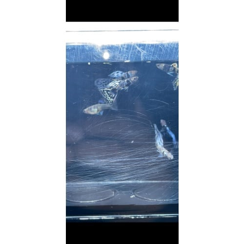 Blue Tiger guppy pair