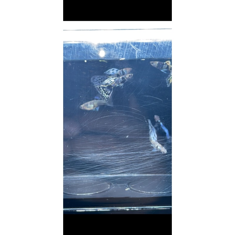 Blue Tiger guppies