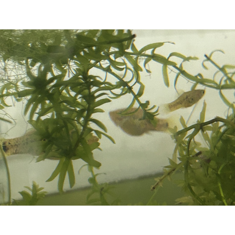 Xiphophorus milleri (Catemaco) breeding trio