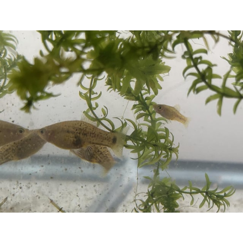 Xiphophorus milleri (Catemaco) breeding trio