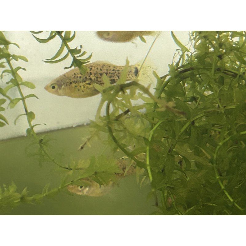 Xiphophorus milleri (Catemaco) breeding trio