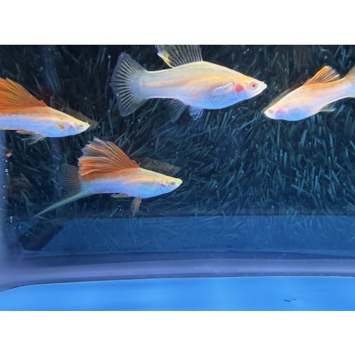 **RARE Albino Pineapple Tuxedo Cauliflower(2M2F)**