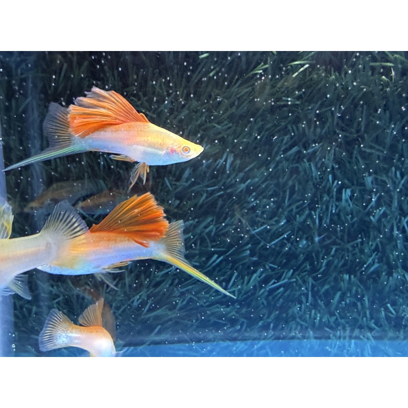 **RARE Albino Pineapple Tuxedo Cauliflower(2M2F)**
