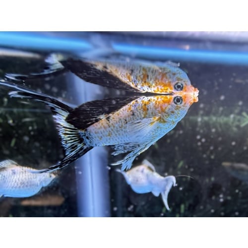 **Lemon Ninja Lyretail Mollies(2M2F)**