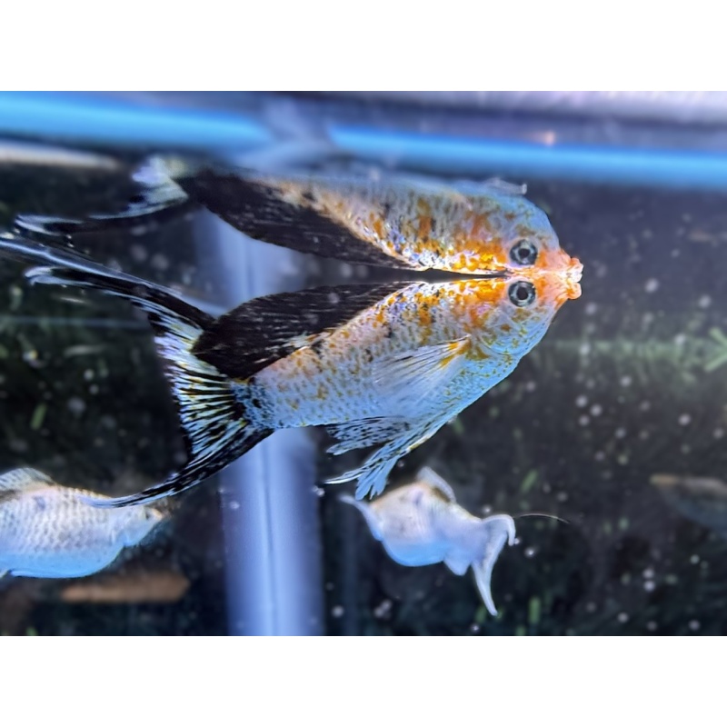 **Lemon Ninja Lyretail Mollies(2M2F)**
