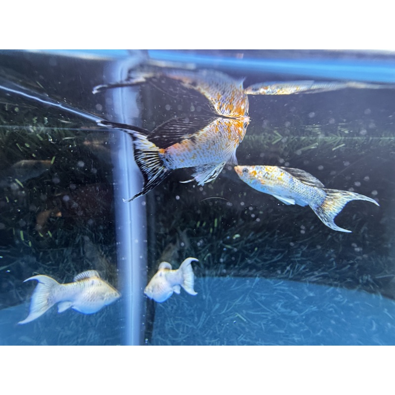 **Lemon Ninja Lyretail Mollies(2M2F)**