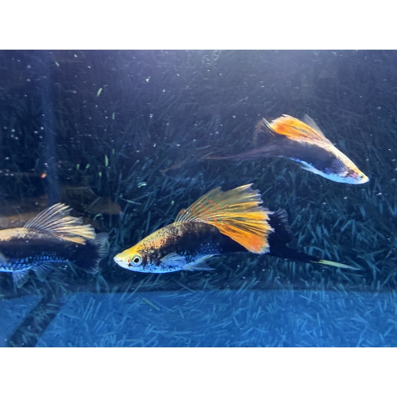 **Rare Yellow Tuxedo Cauliflower(3M2F)**