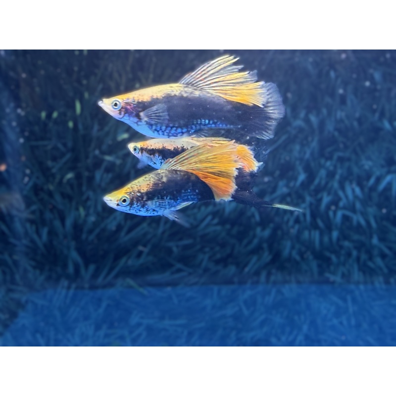 **Rare Yellow Tuxedo Cauliflower(3M2F)**
