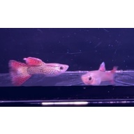 Red Lace Guppy Pair