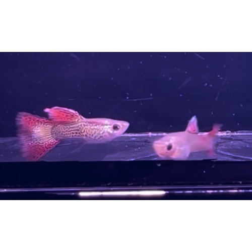 Red Lace Guppy Pair