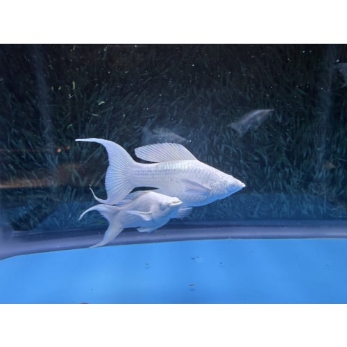 **Show Platinum White Lyretail Molly(2M2F)**