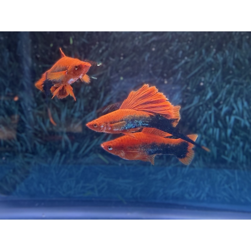 **Deep Red Tuxedo Wag Cauliflower(2M2F)**