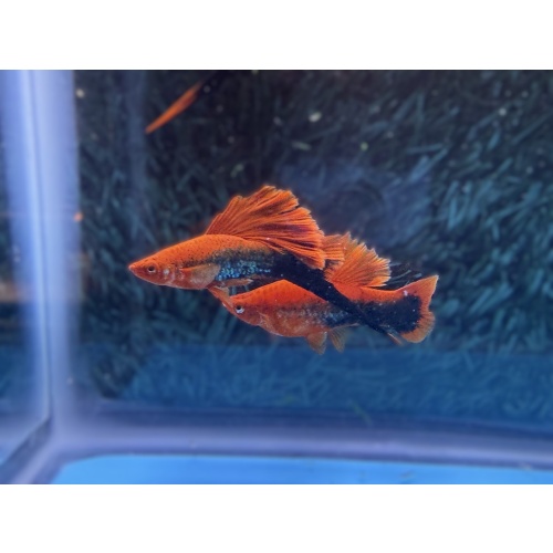 **Deep Red Tuxedo Wag Cauliflower(2M2F)**