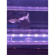 Crown tail Guppies