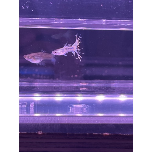 Crown tail Guppies
