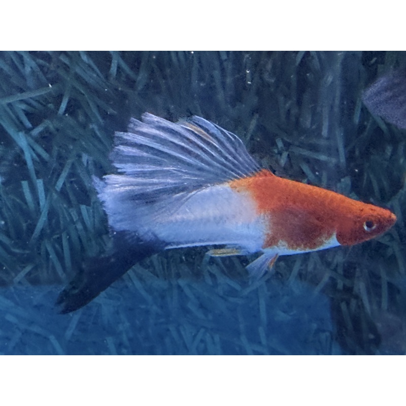 **Rare Kohaku Wag Cauliflower Sabretail(2M2F)**