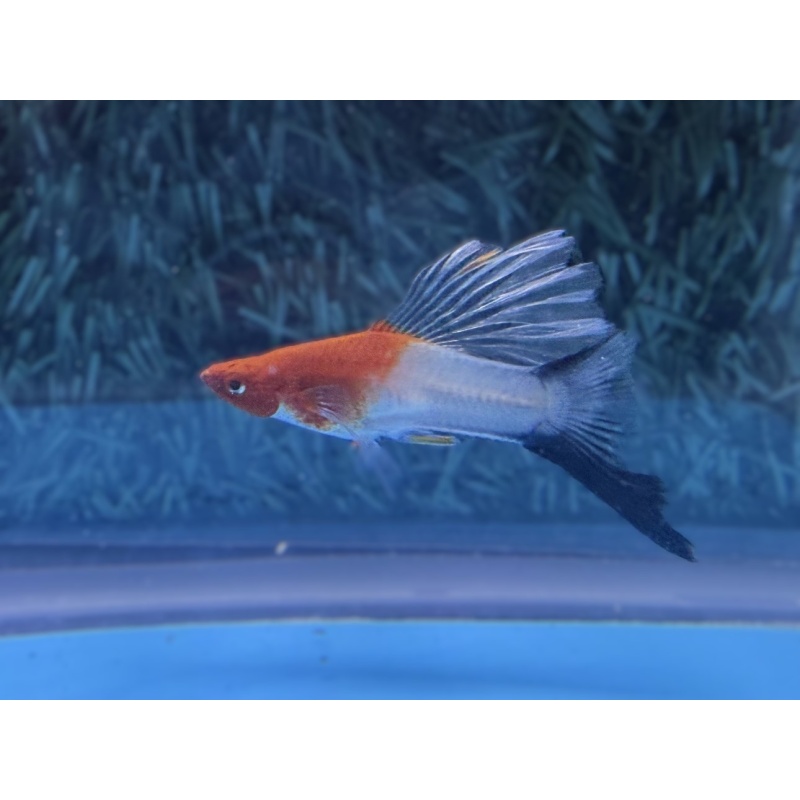 **Rare Kohaku Wag Cauliflower Sabretail(2M2F)**