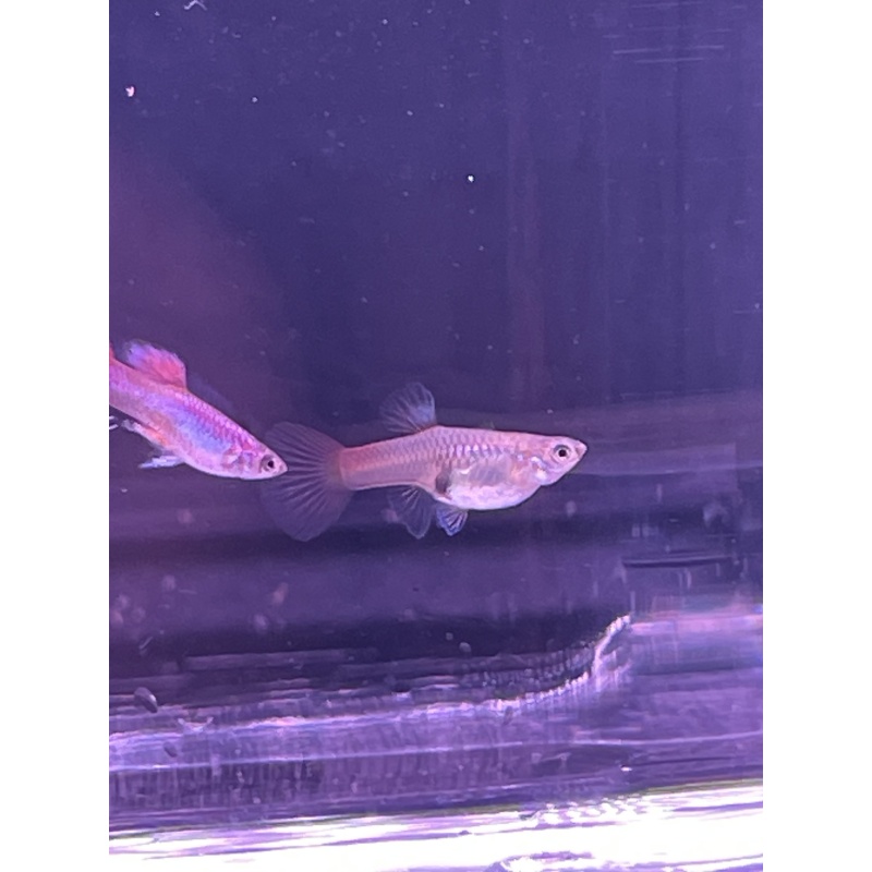 Magenta Guppies